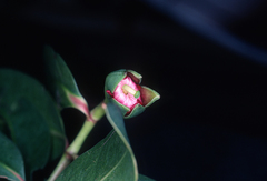 Sonneratia caseolaris