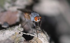 Heteromyza