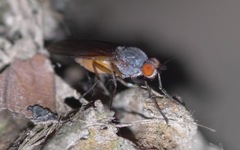Heteromyza