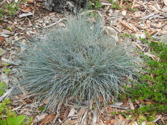 Festuca glauca