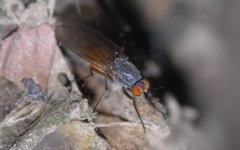 Heteromyza