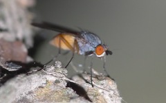 Heteromyza