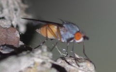 Heteromyza