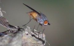 Heteromyza