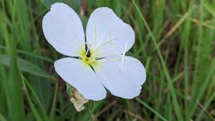Oenothera tetraptera
