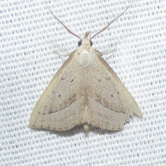 Macrochilo hypocritalis