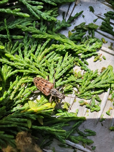 Ribbed Pine Borer, 2242 PZ Wassenaar, Nederland, photo 6 of 10