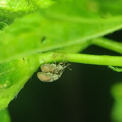 Malvapion malvae