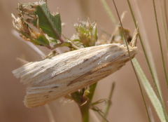 Ematheudes punctella