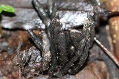 Xylaria castorea