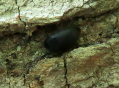Tetratomidae