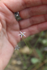 Nigella nigellastrum