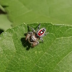 Phidippus cruentus