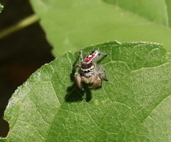 Phidippus cruentus
