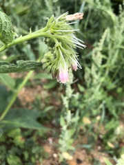 Symphytum officinale