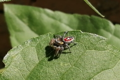 Phidippus cruentus