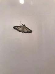 Cydalima perspectalis