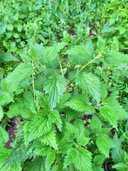 Urtica dioica