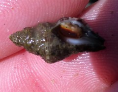 Paciocinebrina gracillima