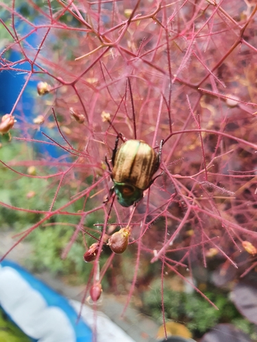 Dune Chafer, 2497 ZR Den Haag, Nederland, photo 5 of 10