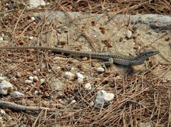 Podarcis siculus sanctinicolai