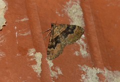 Xanthorhoe quadrifasiata