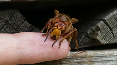 Vespa crabro germana