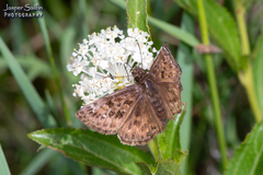 Erynnis martialis