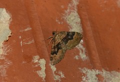 Xanthorhoe quadrifasiata