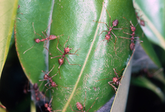 Oecophylla smaragdina