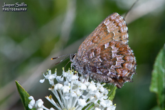 Callophrys niphon