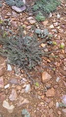 Castilleja cinerea