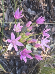 Allium unifolium
