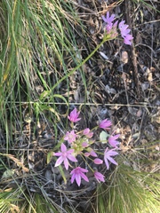 Allium unifolium
