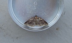 Anticlea multiferata