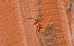 Axinopalpis gracilis