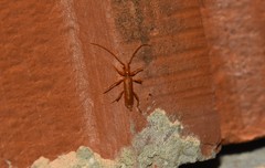 Axinopalpis gracilis