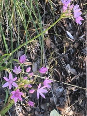 Allium unifolium