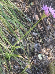 Allium unifolium