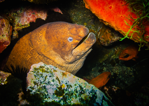 Brown Moray