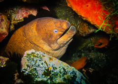 Gymnothorax unicolor