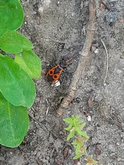 Pyrrhocoris apterus
