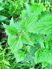 Urtica dioica