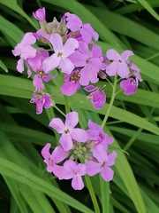 Hesperis matronalis
