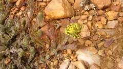 Castilleja cinerea