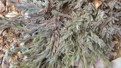 Castilleja cinerea