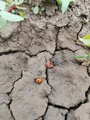 Coccinella septempunctata