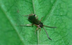Phygadeuontinae
