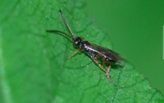 Phygadeuontinae