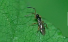 Phygadeuontinae